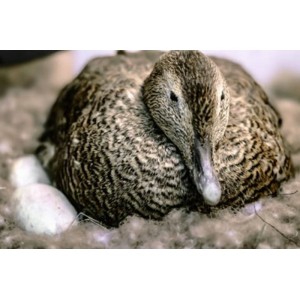 canard eider